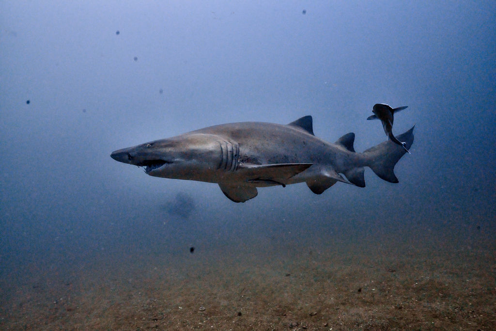 a07be03f-4d4b-437f-baa1-e4c1cd2ee292