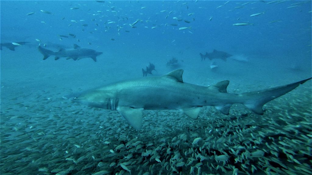 5a373b26-9dd9-428c-a69a-5142df9b0e97