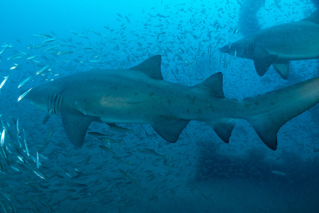 35dbb563-1b46-427c-87e9-07a6f4c9f082