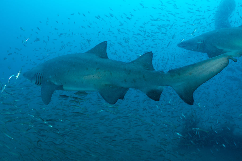 35dbb563-1b46-427c-87e9-07a6f4c9f082