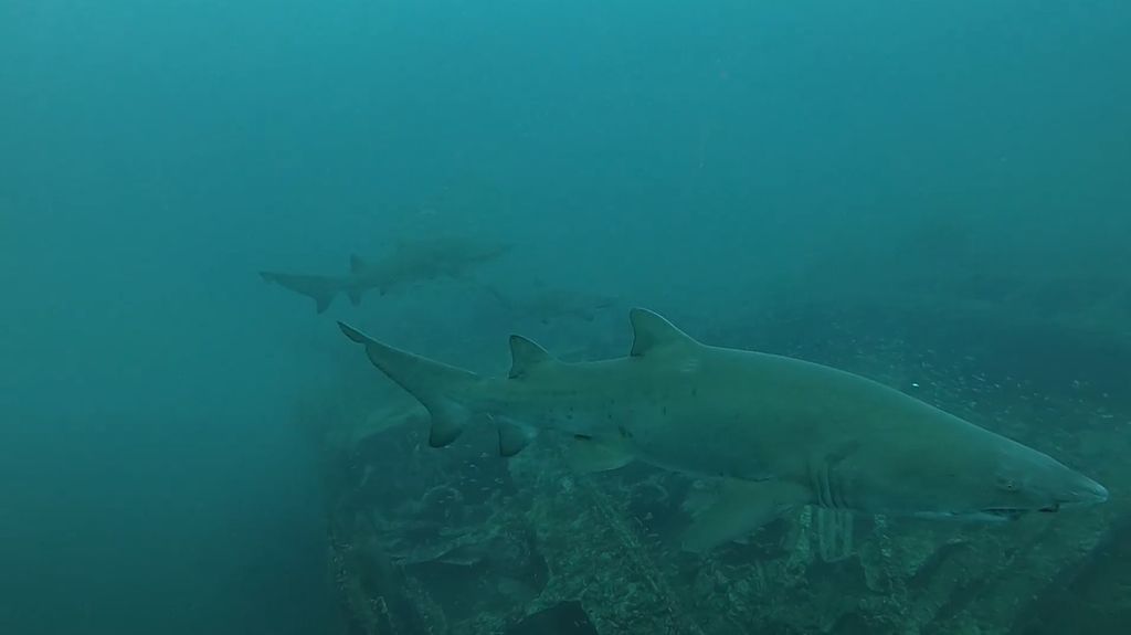 295eaccd-b35f-4014-add0-c0ccb892da13