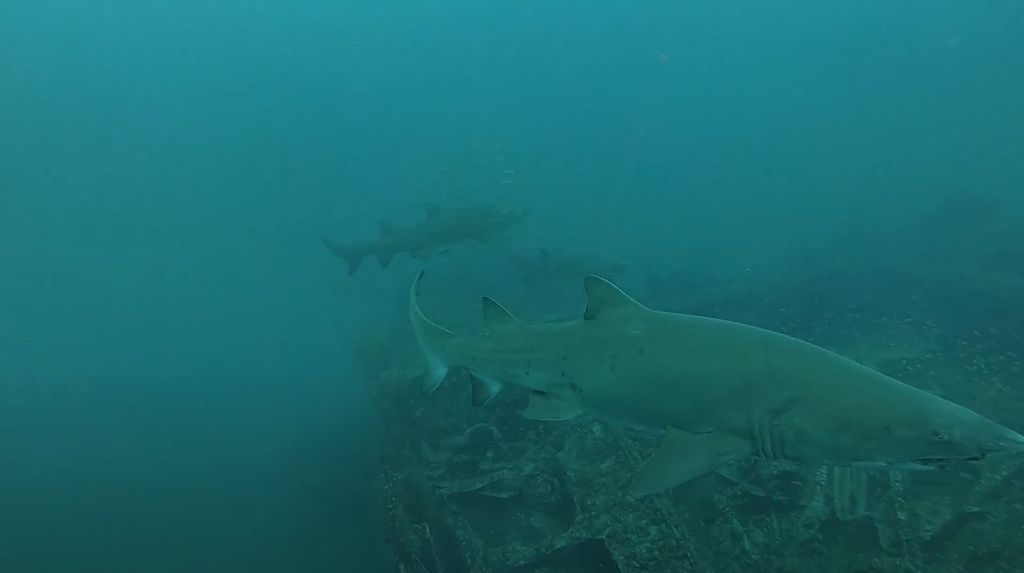 295eaccd-b35f-4014-add0-c0ccb892da13