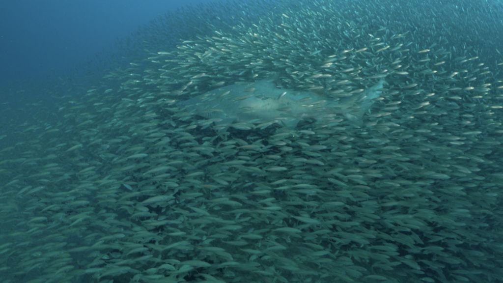 fba008da-742a-46df-b612-72d9cbf4493c