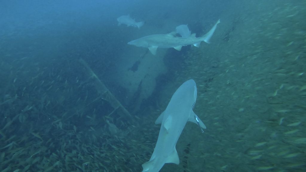 8ce3d572-2e8e-482f-bfe1-700a68c6c006