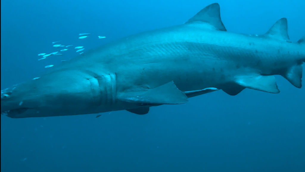 c5868736-2a6c-4eb2-bb75-1de3ac166e76