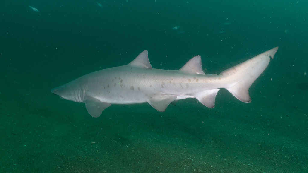 8512c71e-fd50-49e8-9a7e-fa4dc7ad1033