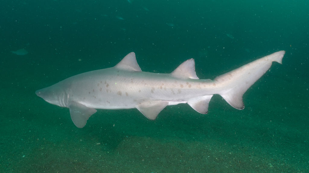 8512c71e-fd50-49e8-9a7e-fa4dc7ad1033