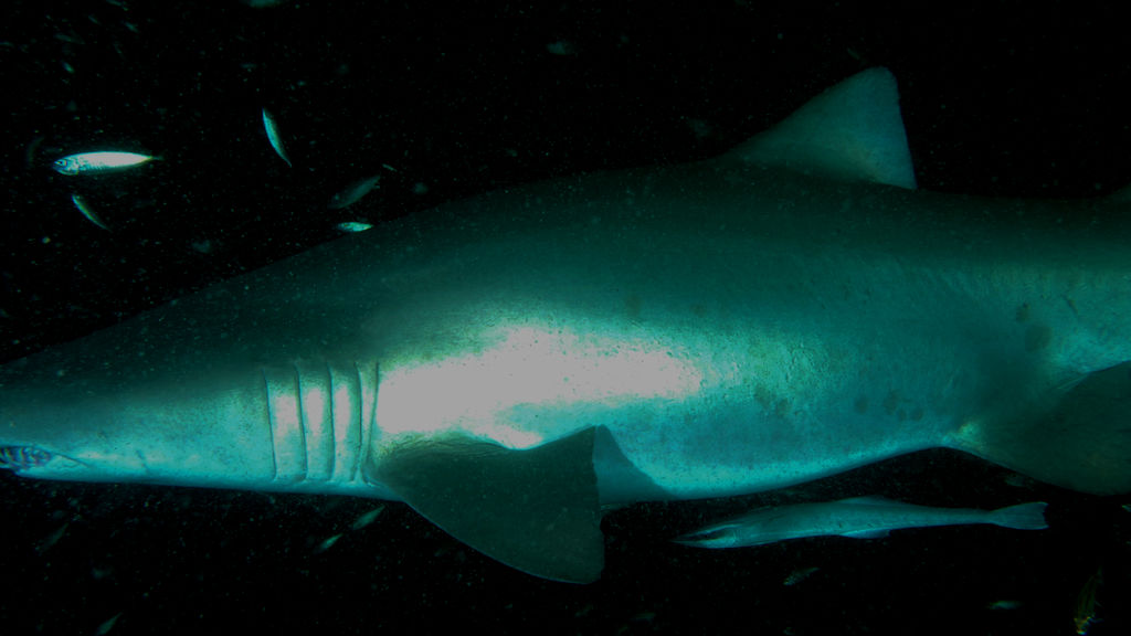 afaed0f6-68ba-45e9-bc6f-36a5bc311e55