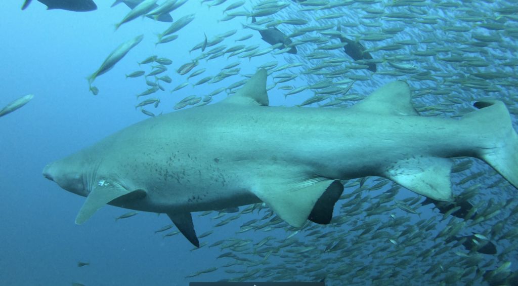 137b0d19-c051-43d8-89e2-bda54488e8b6