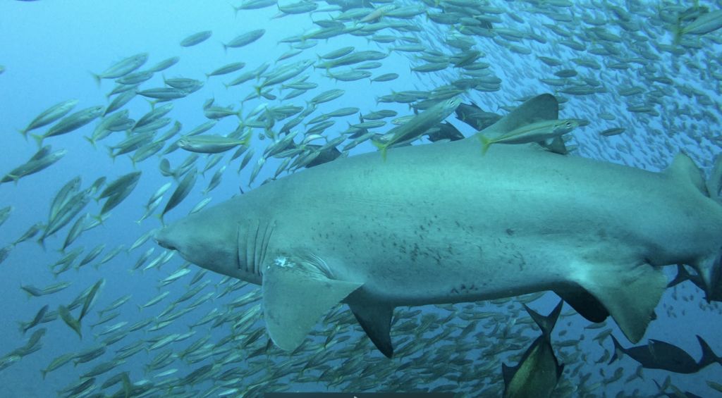 137b0d19-c051-43d8-89e2-bda54488e8b6