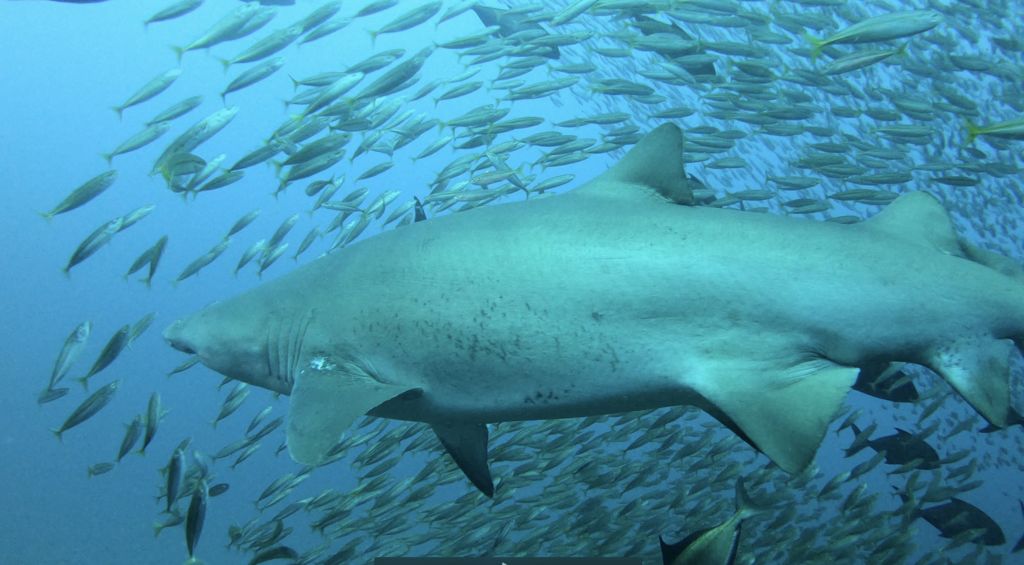 137b0d19-c051-43d8-89e2-bda54488e8b6