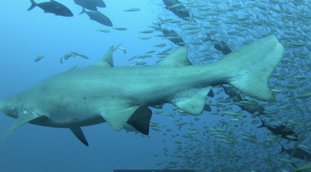 137b0d19-c051-43d8-89e2-bda54488e8b6