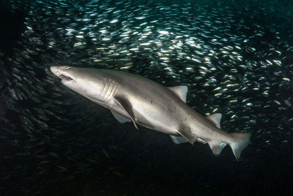 09bea087-c230-4a36-9a7a-c6980ecf0933