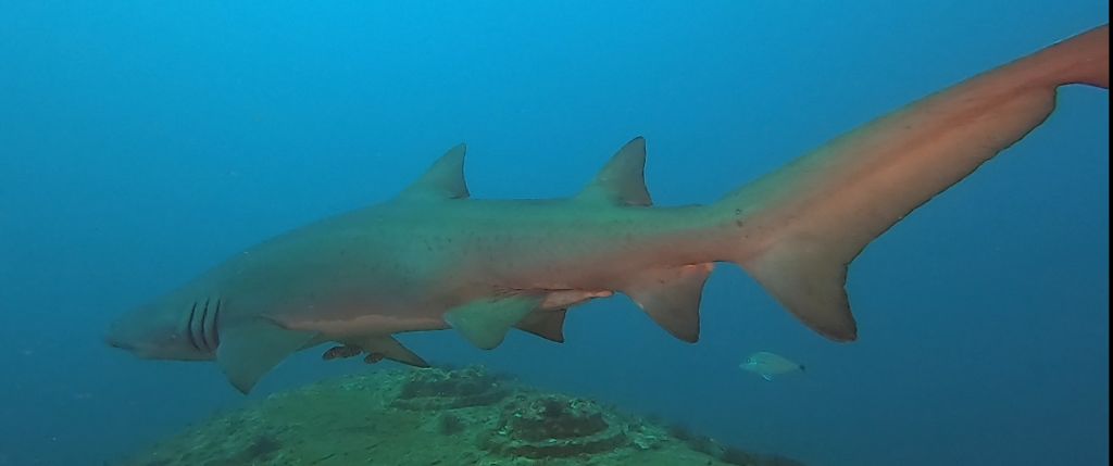 8ae39c62-cd1c-4bc8-a760-e3feef40b43a