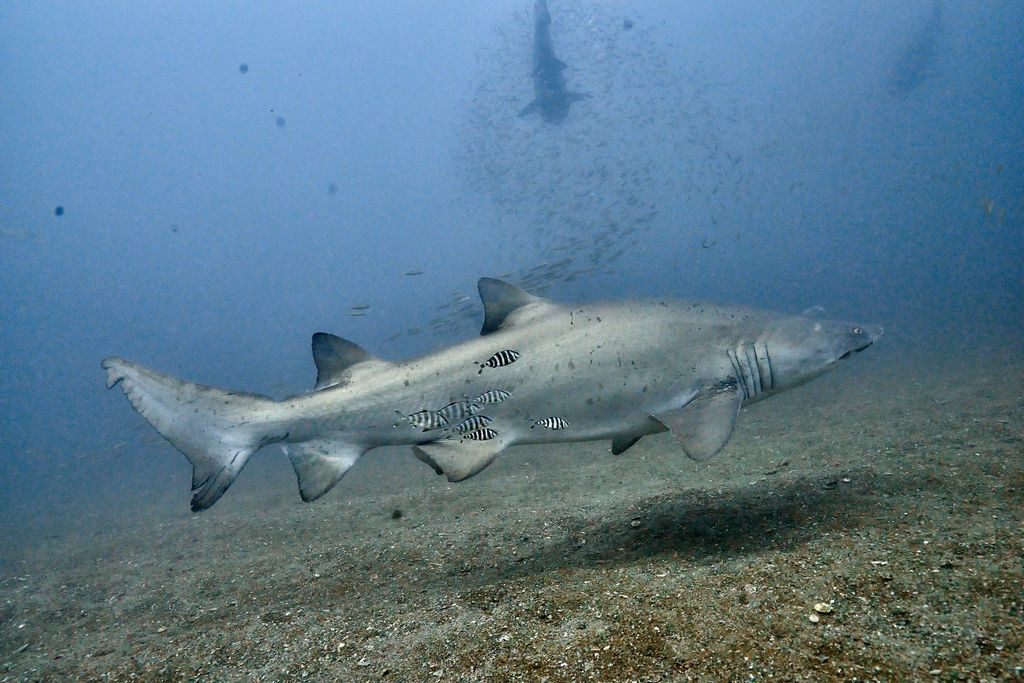 d927654b-588b-4e7b-a11d-dd849e4bb720