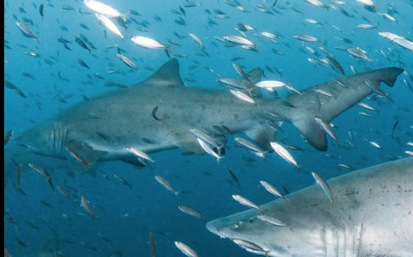 457710f4-fd61-46a8-aeac-7199a6294903