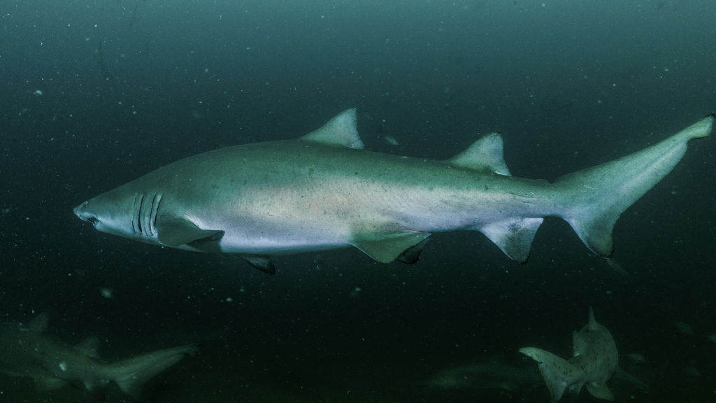 abadcd1c-d54d-439a-9231-4429f8b46910