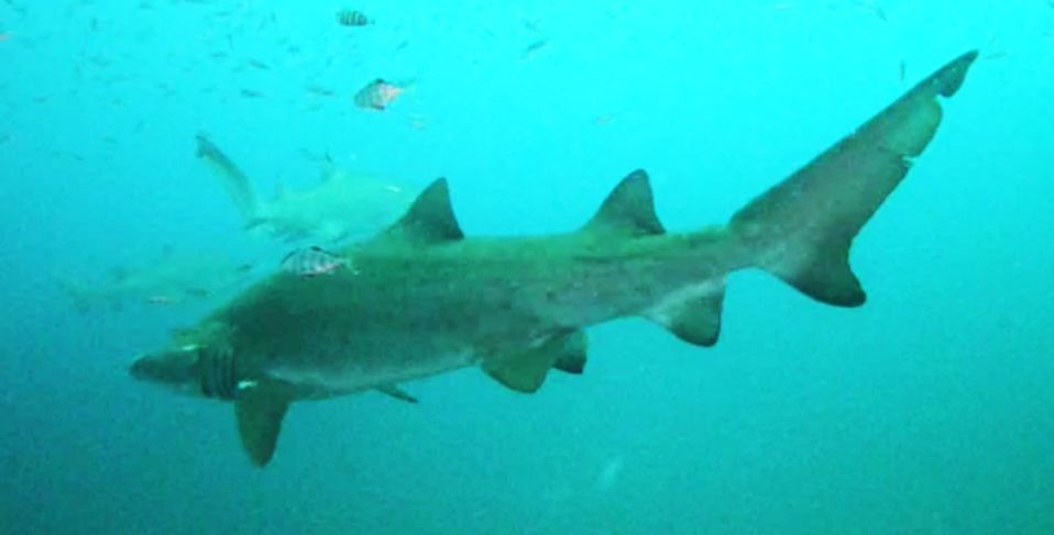 fedd7d63-e8ed-4dd0-9ae9-e708f5f6886f