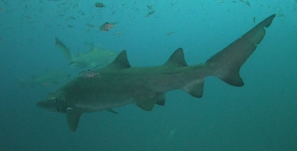 fedd7d63-e8ed-4dd0-9ae9-e708f5f6886f