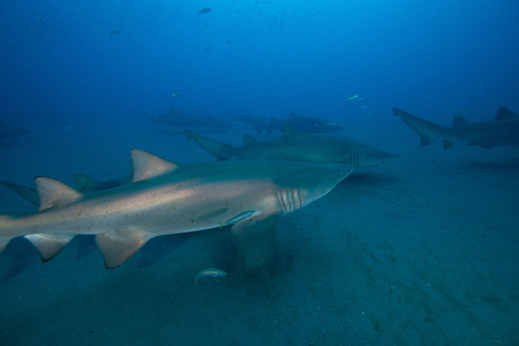 5f997183-0c7f-463a-9f57-a2d73e186e9c