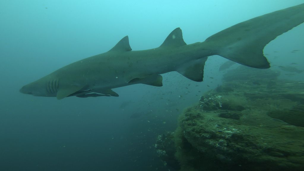 42dd8b6d-9918-4d84-a9c5-df428e5b017b