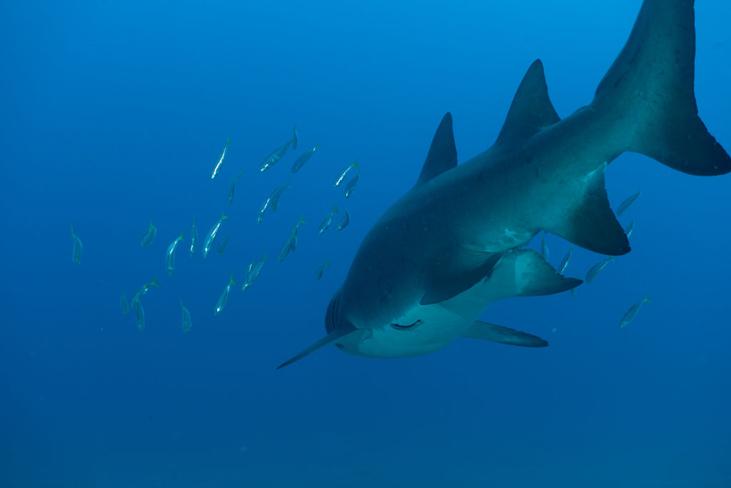 a13e71ed-b877-4881-bd7f-acf03d7bd706