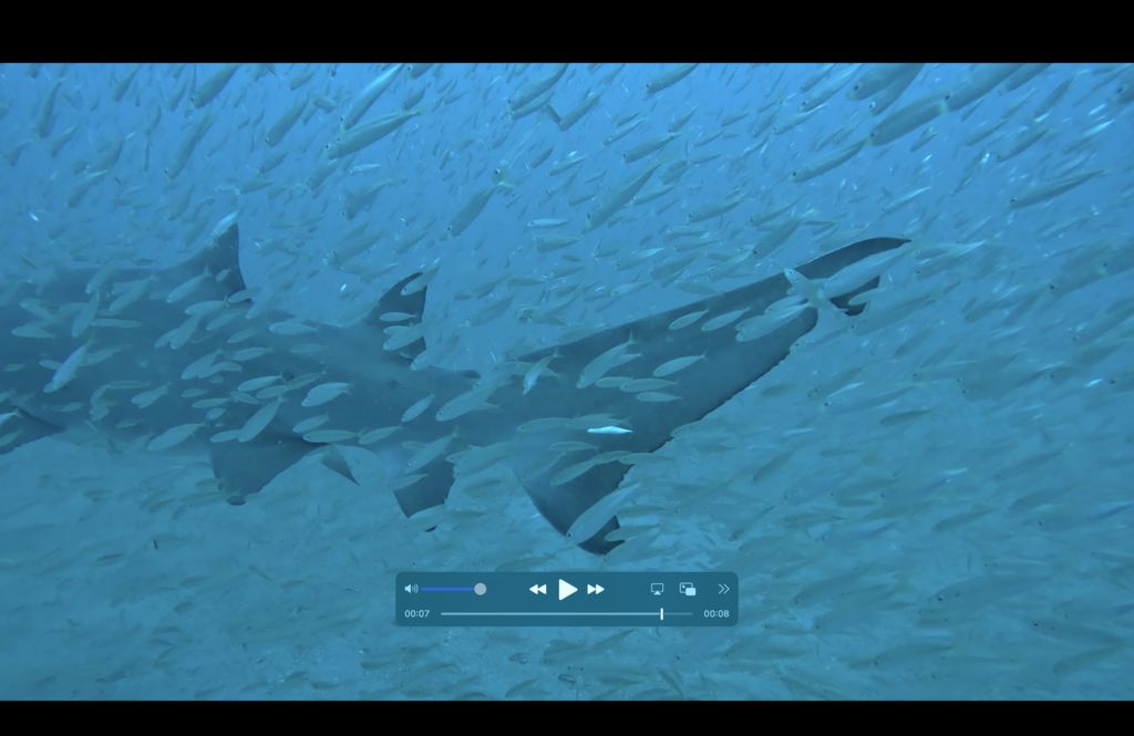 81eaf950-baf4-463a-86d6-460522b802d0