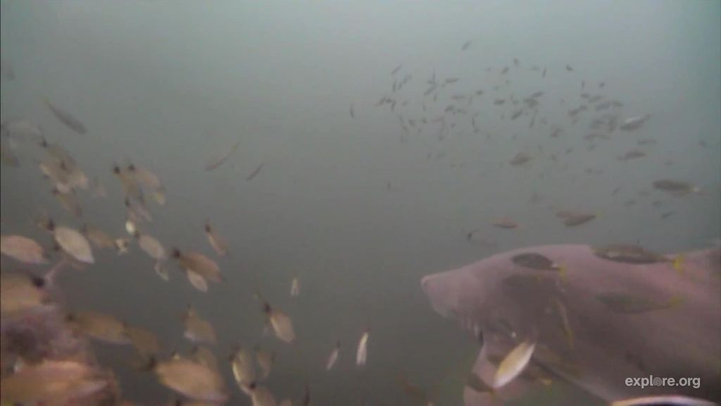 9bfa9ae0-520b-487f-9683-35c37778a731