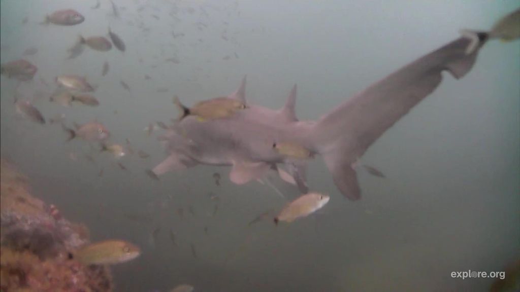 9bfa9ae0-520b-487f-9683-35c37778a731