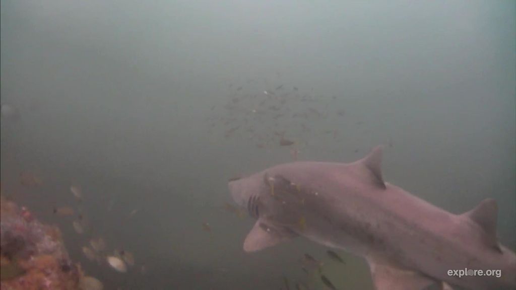 9bfa9ae0-520b-487f-9683-35c37778a731