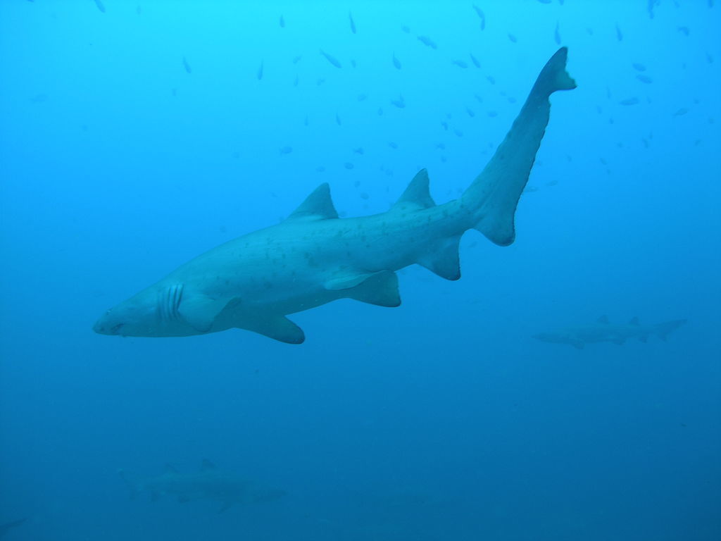 1b0f0228-4f8b-4202-80cc-6e18fa8b8329