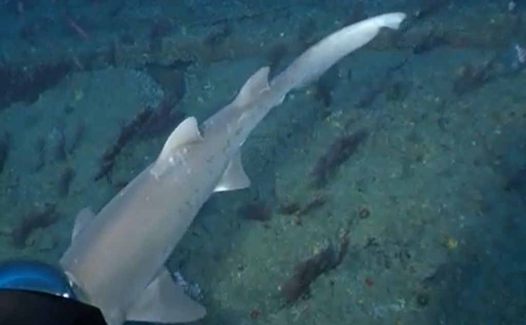 13028dba-5ac6-4316-8964-87cc18f5a1a8