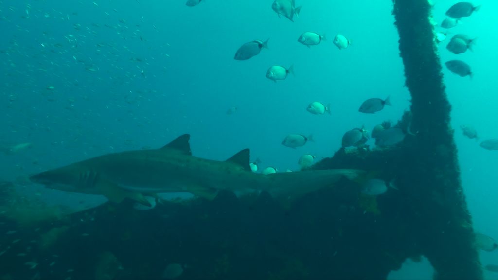 5ac16ba5-f8ed-433e-bc7b-0575bd7c8250