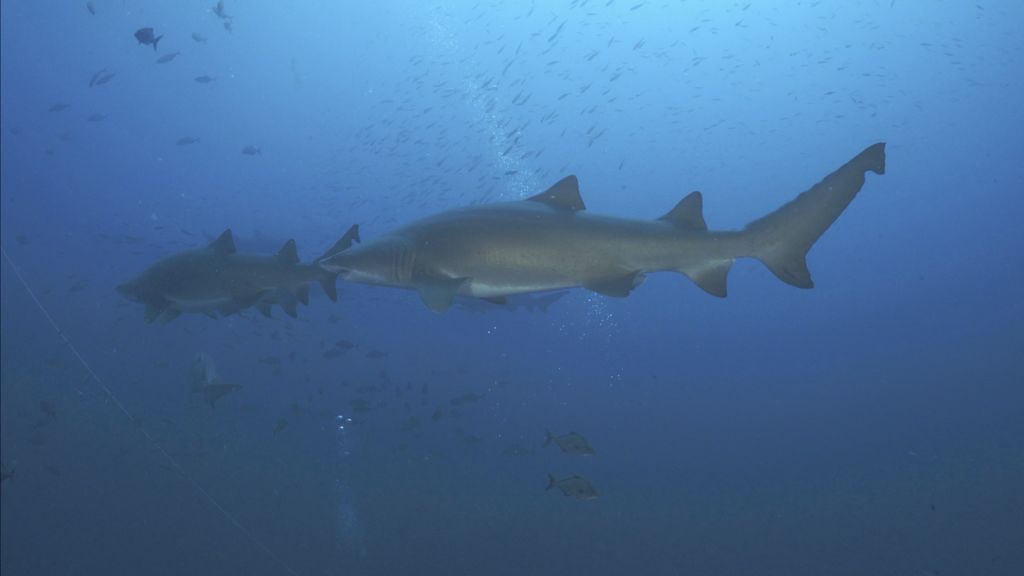 46336df9-a6be-409f-9778-9ecf3af70582