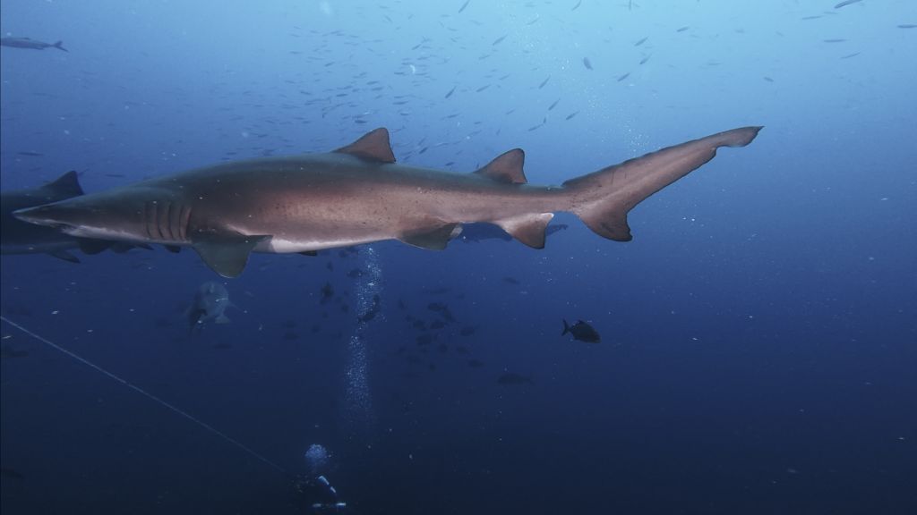 46336df9-a6be-409f-9778-9ecf3af70582