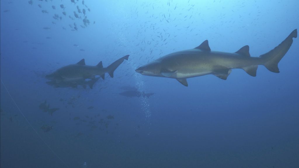 46336df9-a6be-409f-9778-9ecf3af70582