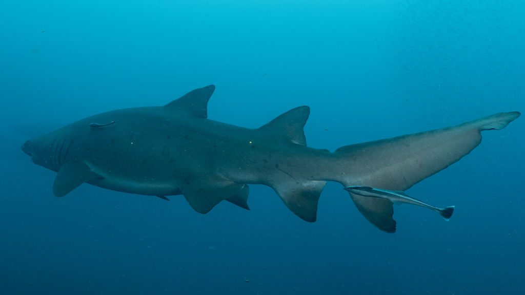 4254c070-c8cf-4f78-ac98-3be6b1efc48f