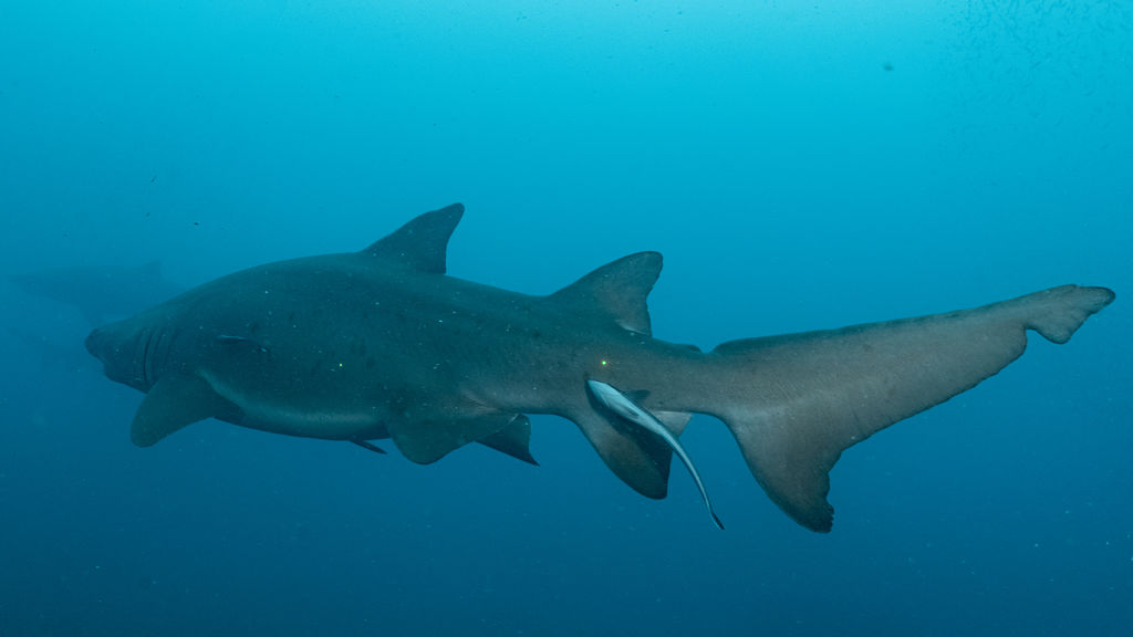 4254c070-c8cf-4f78-ac98-3be6b1efc48f