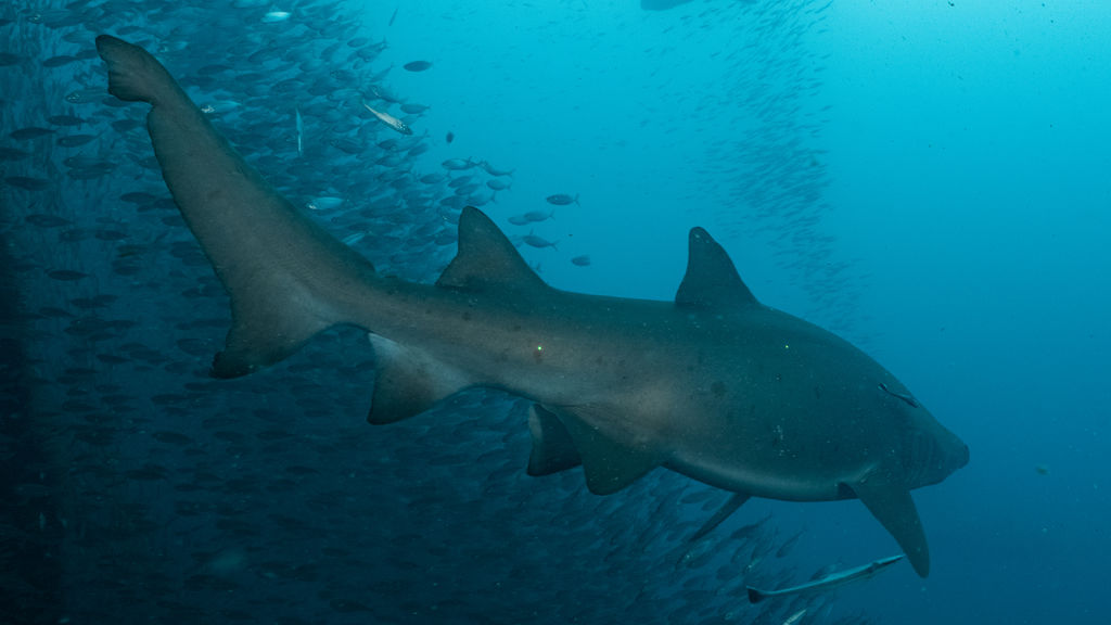 4254c070-c8cf-4f78-ac98-3be6b1efc48f