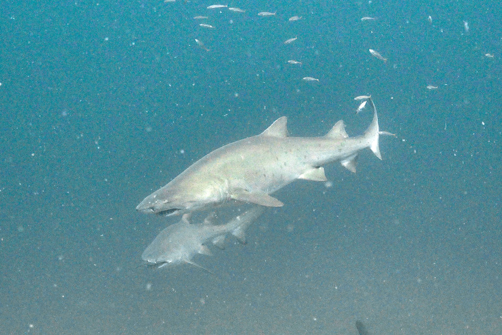 09604f16-9ca0-441d-b53a-d37e3d65abac