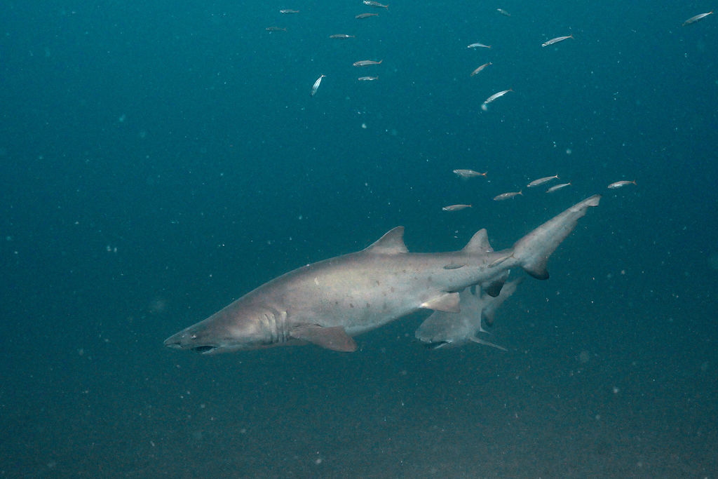 09604f16-9ca0-441d-b53a-d37e3d65abac