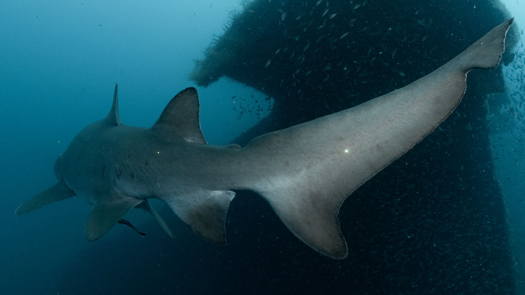 bfae6e6b-f873-4037-8b95-4fc057f1547d