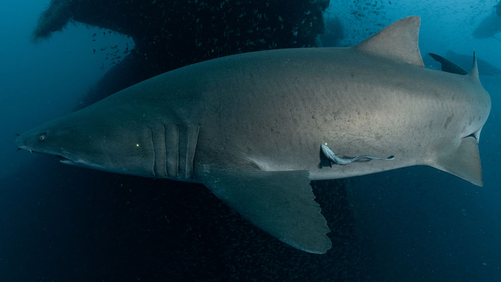 bfae6e6b-f873-4037-8b95-4fc057f1547d