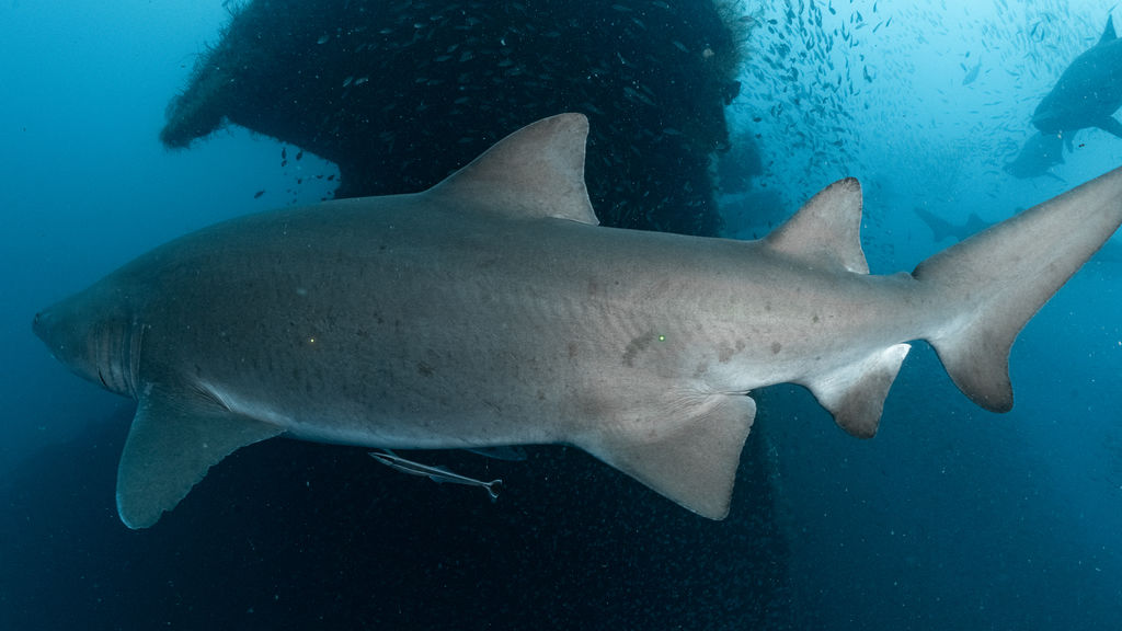 bfae6e6b-f873-4037-8b95-4fc057f1547d