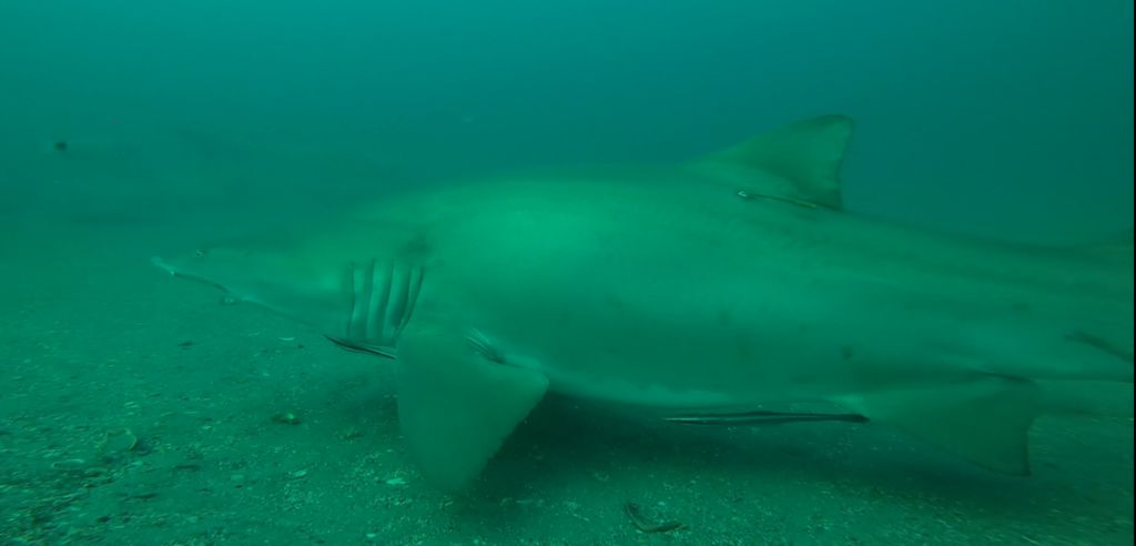 a2beafec-1772-4028-a739-0c3421d9222e