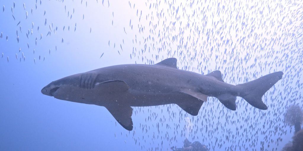 a09fd213-2ef1-4042-b210-c92ae0c1e75f