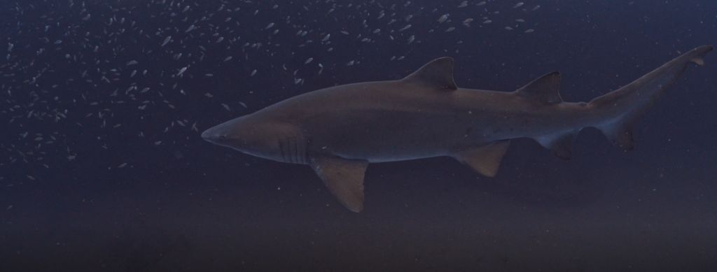 a09fd213-2ef1-4042-b210-c92ae0c1e75f