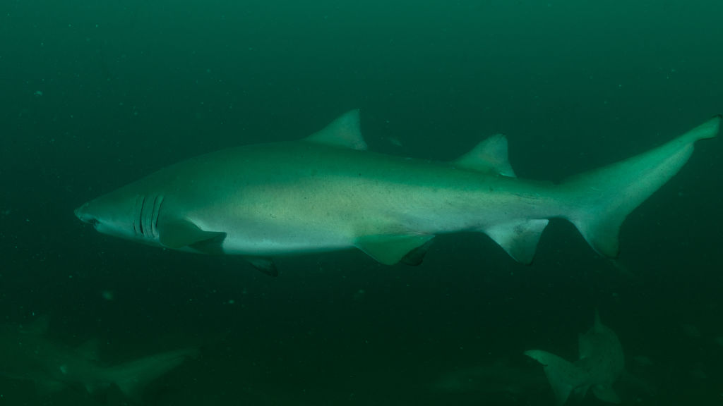 abadcd1c-d54d-439a-9231-4429f8b46910