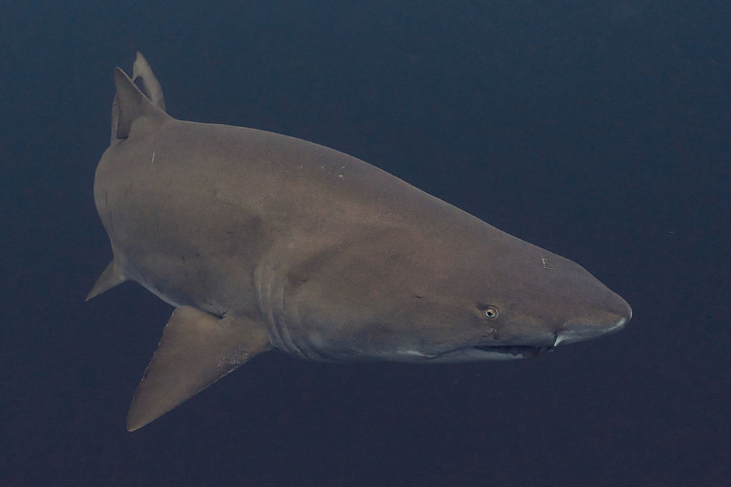 2fff82d1-e608-451d-bd73-3c141e4c8437