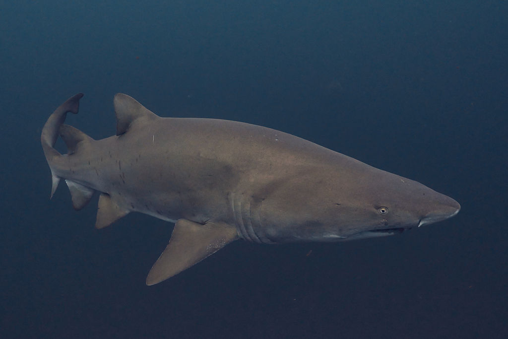 2fff82d1-e608-451d-bd73-3c141e4c8437